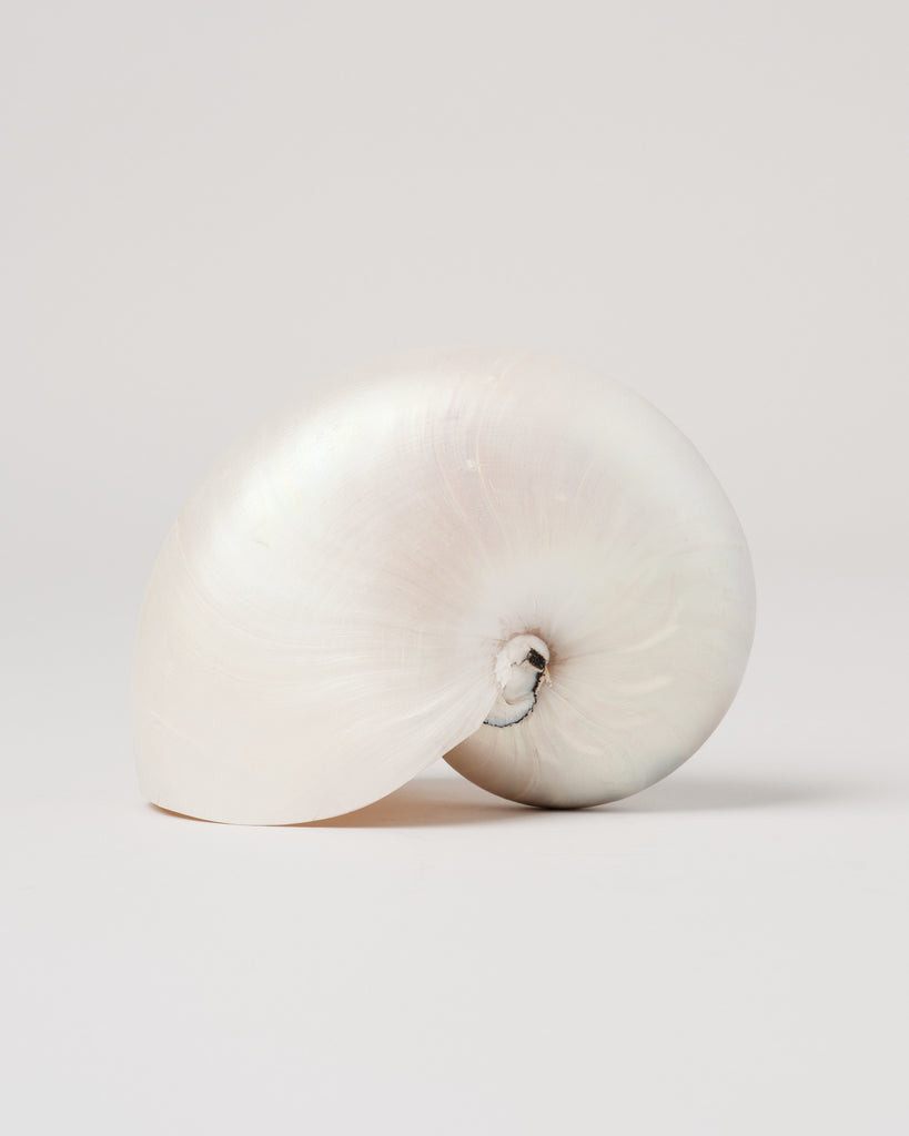 Nautilus Shell