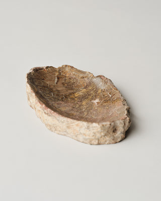 Fossil Tray